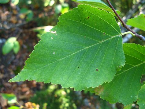 Betula papyrifera (paper birch): Go Botany