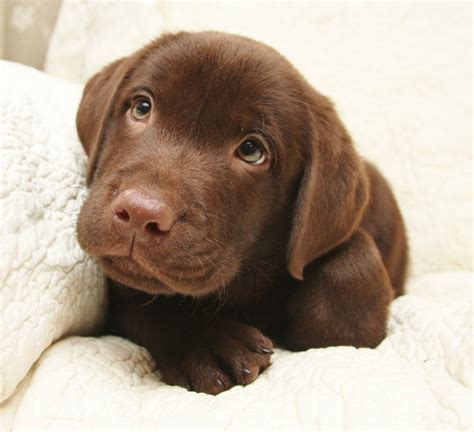 Chocolate Lab Retriever Breeders | Hidden Pond Labradors