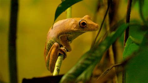 fun_facts_about_the_amazon_rainforest_tree_frog – Factins