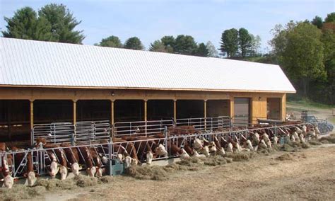 cattle and barn - Google Search | Cattle barn designs, Cattle farming ...