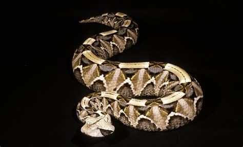 Gaboon viper | Smithsonian's National Zoo and Conservation Biology Institute