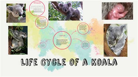 Life Cycle of a Koala by Mollie Radford on Prezi