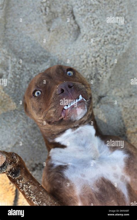 A cute pitbull making a funny face Stock Photo: 63787356 - Alamy