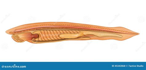 Branchiostoma Stock Illustration - Image: 45342868