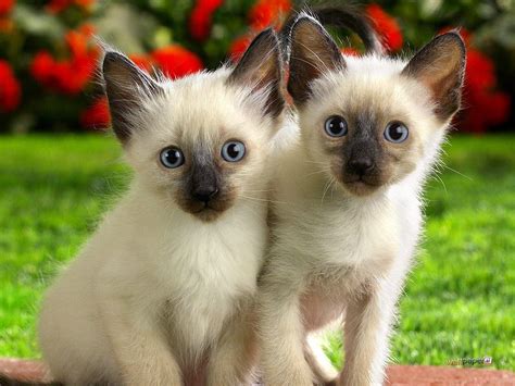 Siamese Cat Wallpapers - Wallpaper Cave