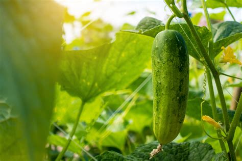 Cucumber | Growing Warm Weather Crops | Nick’s Garden Center | Denver CO