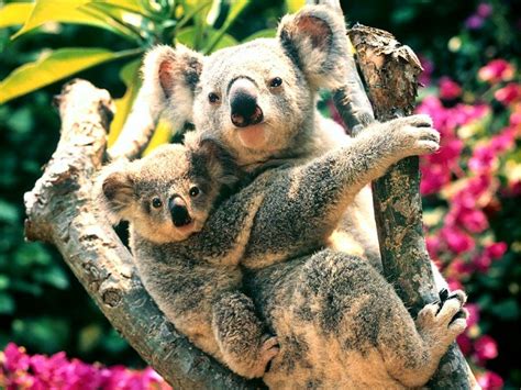 Koala Bear Wallpaper for Desktop - WallpaperSafari