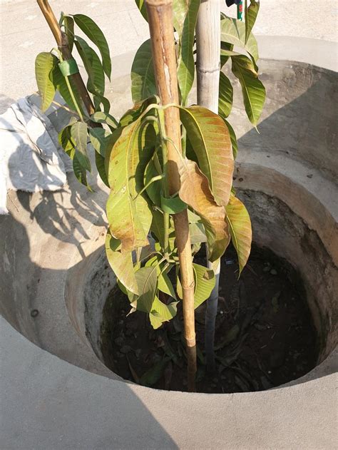 Mango tree transplant shock? in the Ask a Question forum - Garden.org