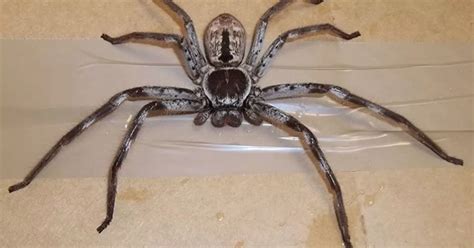 Massive Huntsman spider travels 10,000 miles to Britain in unsuspecting ...