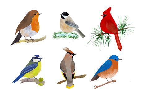 Birds Illustration Clip art, PNG By taningreen | TheHungryJPEG