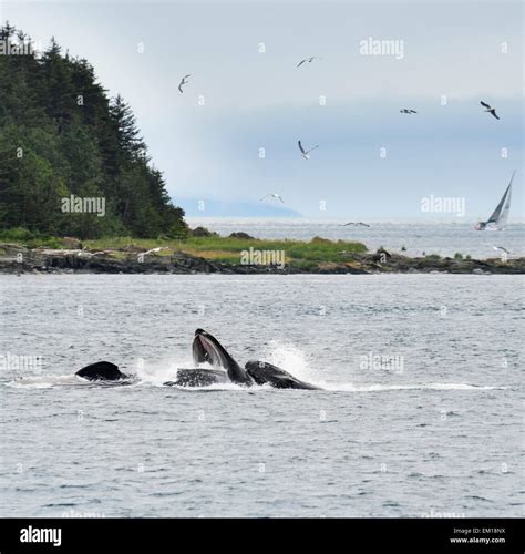 Humpback Whales Feeding Stock Photo - Alamy