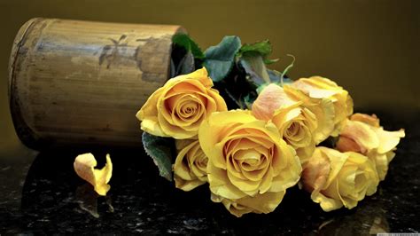 Yellow Rose Wallpapers - Top Free Yellow Rose Backgrounds - WallpaperAccess