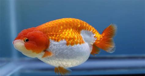 Goldfish Breeding: Thorough Guidance for Successful Reproduction - Learn About Nature