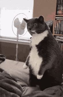 Cat Shocked GIF - Cat Shocked Scared - Discover & Share GIFs