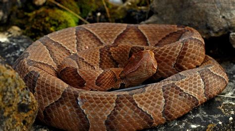 How To Treat Copperhead Snake Bites On Dogs - Snakesofland.com