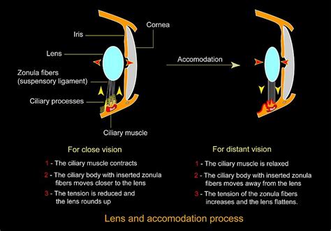 Eye Lens And Accommodation, Diagram Photograph by Francis Leroy, Biocosmos - Fine Art America