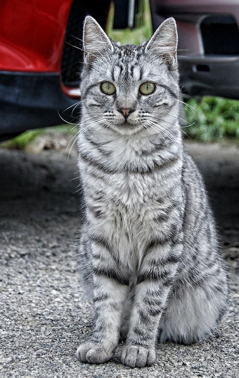 Silver Tabby | Color Genetics