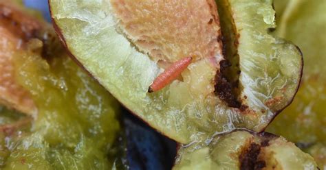 How to Identify and Control Fruit Worms | luv2garden.com