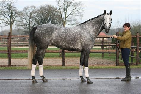 Dutch Warmblood Dapple Grey Horse Jumping