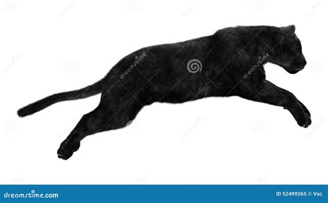 Real Black Panther Jumping