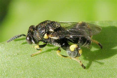 CHALCIDIDAE | Pybio Paraguay Biodiversidad