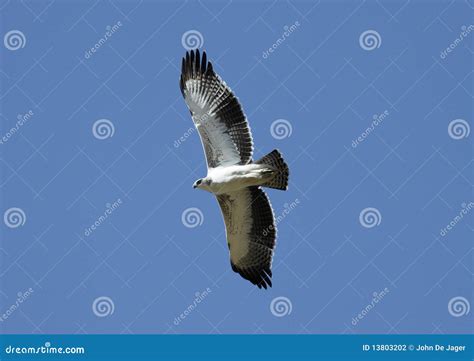 Eagles Flight Stock Photography - Image: 13803202