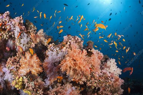 Coral reef, Maldives - Stock Image - C048/8251 - Science Photo Library