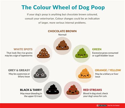 How Dog Poop Should Look