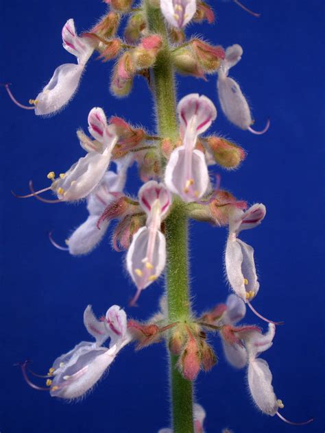 Plectranthus amboinicus (Lamiaceae) image 17685 at PhytoImages.siu.edu