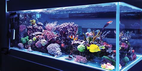 Whats Needed To Start A Saltwater Aquarium - Aquarium Views