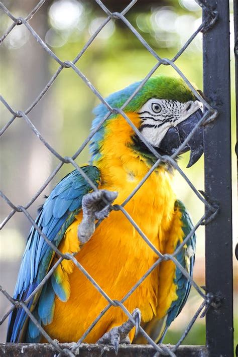 Colorful Macaw in Cage · Free Stock Photo