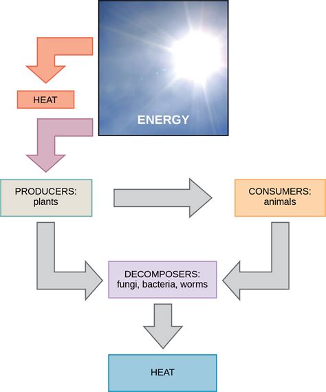 Energy Flow Through An Ecosystem Diagram