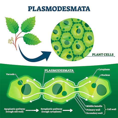 Plasmodesmata: Definition, Structure, Functions