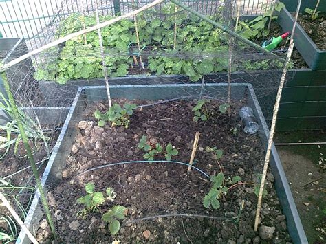 Belleville Vegetable Garden: Strawberry cage