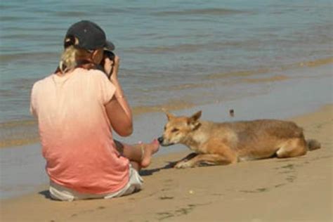 Dingo mauls German tourist on Fraser Island