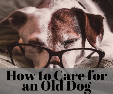 How to Care for an Aging Dog - PetHelpful