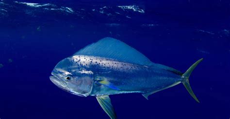 Mahi-Mahi Fish: Habitat, Diet, Life Cycle, and Facts - FishOnTips