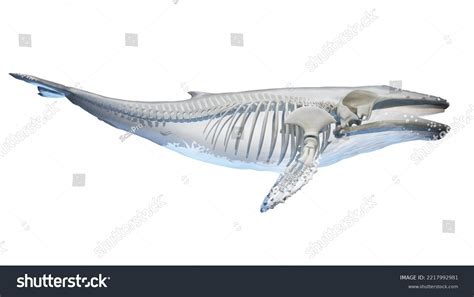 3d Rendered Medical Illustration Whale Anatomy Stock Illustration 2217992981 | Shutterstock