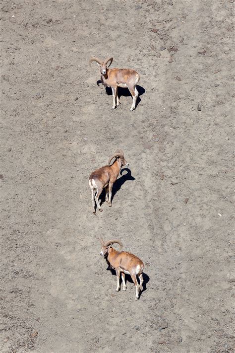 The Story of Humans, Ladakh Urial, and their Kin | RoundGlass | Sustain