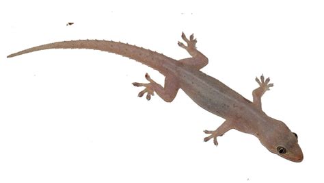 Lizard PNG Transparent Images