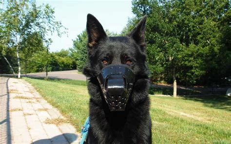 Muzzle recommendations | German Shepherds Forum