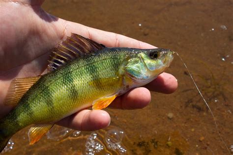 5 Best Perch Lures for 2024 Fishing - Fishmasters.com