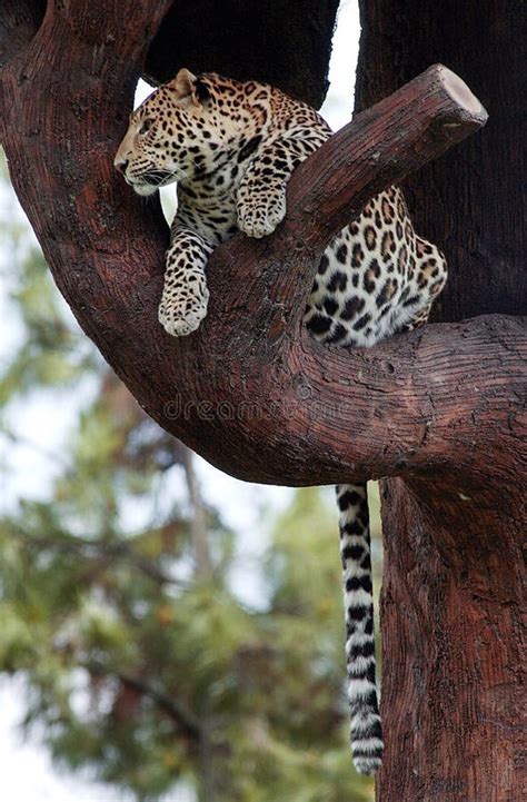 544 Leopard Sleeping Tree Stock Photos - Free & Royalty-Free Stock ...