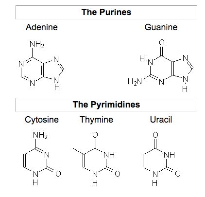 What is difference between pyrine and pyrimidine????....... | Socratic