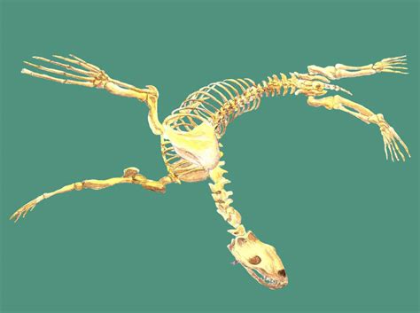 Steller Sea Lion Skeleton by Coccygodynious on DeviantArt