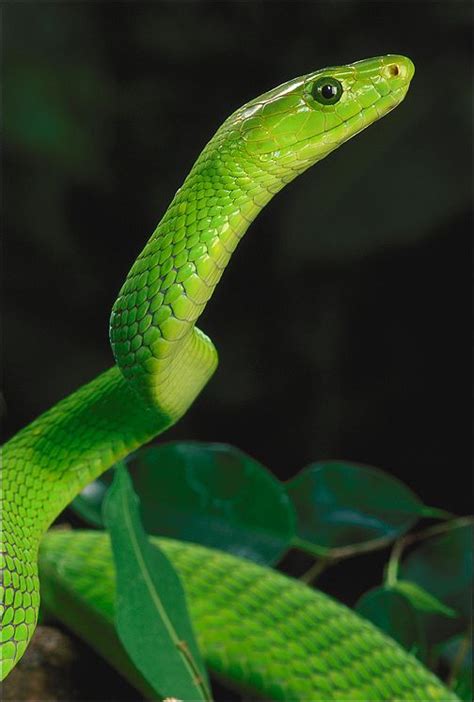 Green Mamba Snake Pictures