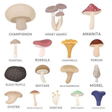 Common Edible Mushrooms