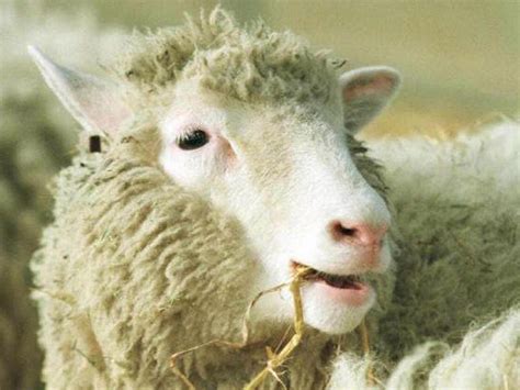 Dolly the sheep: 15 years after her death, cloning still has the power ...