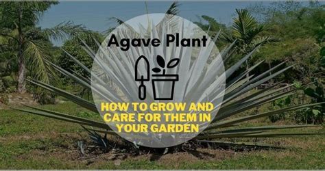 Agave Plant: How to Grow and Care for Them