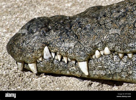 Crocodile teeth closeup hi-res stock photography and images - Alamy